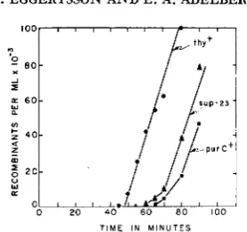 FIGURE 4.-Kinetics an interrupted-mating experiment. of recombinant formation for the thy+, sup23 and purC+ markers in Donor AB2561 ; recipient AB2533