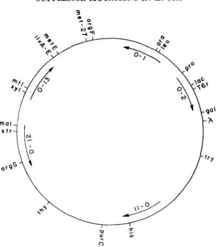 FIGURE 2.-Genetic cate Points of Origin of the Hfr strains employed (0-1, 0-2, 0.11, 0-12 and 0-13, originally present in strains map of E
