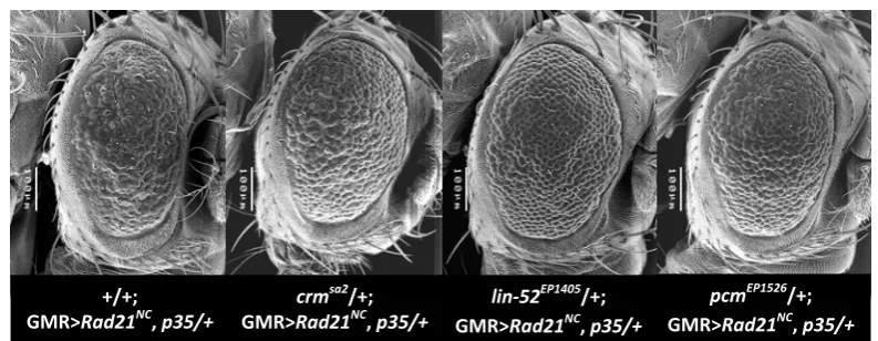 Figure H:  Chromosome I modifier alleles of GMR>Rad21UAS-NC, p35.  Modifier alleles of the GMR>Rad21NC, p35 phenotype:  crmsa2/+; GMR>UAST-Rad21NC, UAS-p35/+, lin-52EP1405/+; GMR>UAST-Rad21NC, p35/+ and pcmEP1526/+; GMR>UAST-Rad21NC, UAS-p35/+ suppressed t