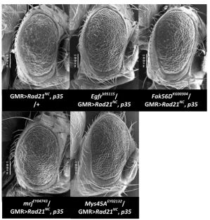Figure J:  Chromosome II right arm modifier alleles of the GMR>p35GMR>UAST-Rad21NC, p35 phenotype