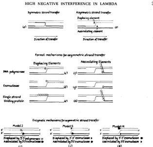 FIGURE Z.-Strand with DNA strand polarities not specified. Three specific examples, which correspond to models 2, Diagrams c-h illustrate all possible roles of the DNA polymerases, exonucleases and single strand proposed by MESELSON fer according to HOLLID