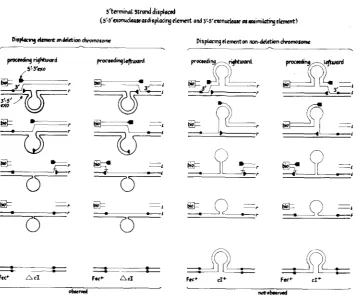 FIGURE 3.-Detailed mechanism of model figure represents an early stage of the transfer process with a 3' end of a DNA strand + representing the cIc DNA