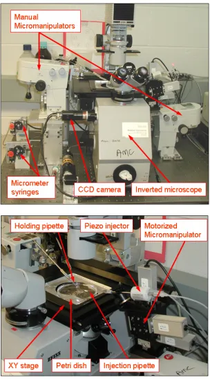 Fig. 2.1.  The blastocyst microinjection system setup.  
