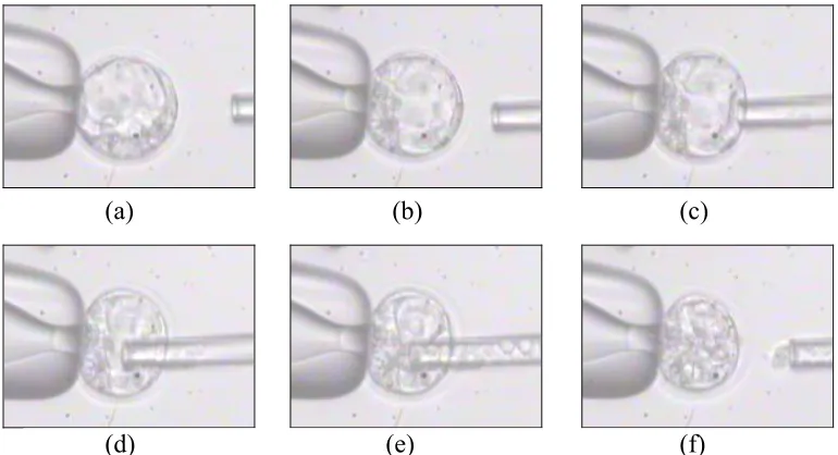 Fig. 3.7.  Steps of a successful microinjection: (a) Capture a blastocyst; (b) Adjust its orientation; (c) Bring the injection pipette in contact with the blastocyst such that it is applying a small pressure to the membrane; (d) Activate the piezo injector