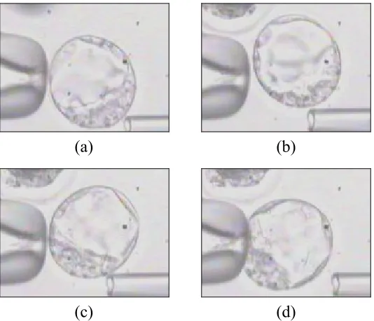 Fig. 3.8.  Blastocyst rotation method based on fluid flow: (a) Set the suction on the holding pipette to a small value; (b) Gently push the blastocyst away from the holding pipette; (c) Fluid flow around the blastocyst cause it to rotate; (d) Increase suct