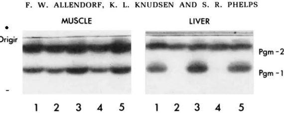 FIGURE 2.-PCM five parents from Table in skeletal muscle and liver showing differential tissue expression of Pgml in 1