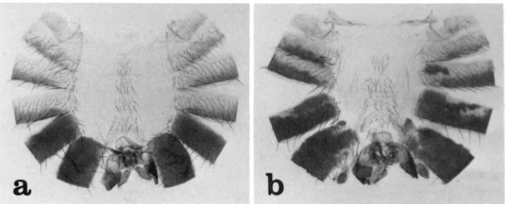 FIGURE 2.-Abdominal cuticles from a wild-type male patch of second, third or pattern. The sixth tergite to the seventh, which in males has no tergite