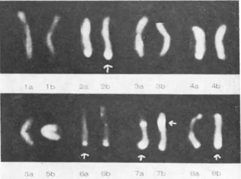 FIGURE 2.-Q ing to banded metacentric chromosomes of lake trout from Figure I arranged accord- size and banding pattern