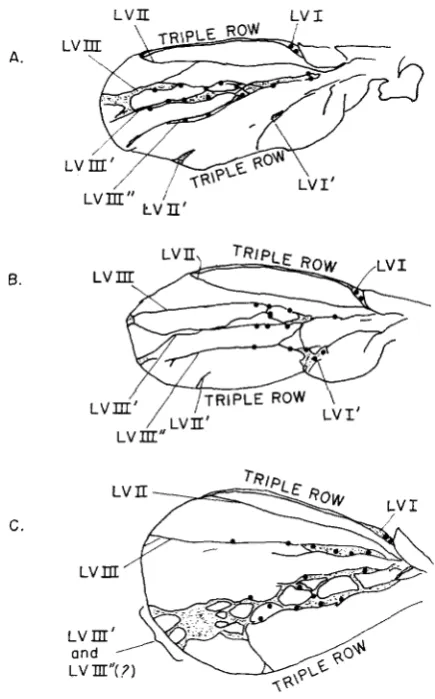 FIGURE 4.-A, duplicated structure sensillae (heavy black dots) B, and C all show camera lucida tracings of the vein pstterns and location of of three different wings from fused;engrailed flies