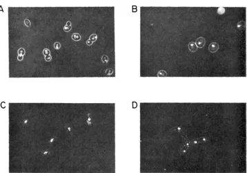FIGURE 1.-Vital with S288C and are not cold-sensitive; pg/ml mutation carrying the Class nuclear staining of cells incubated for 5 hr at 17" in the presence of 1 DAPI: (A) Diploid cells from the cross between DB640 x DB473, which are isogenic (B) homoallei