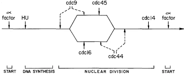 FIGURE - pathway indicates independent function execution shift experiments. The order arrows; dotted arrows indicate alternative possible positions for a gene function