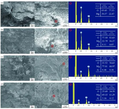 Figure 3.  SEM images and EDS spectra of as-rolled Mg-8Li-xAl  after the corrosion in the air for 3 days:(a) Mg-8Li (b) Mg-8Li-2Al (c)Mg-8Li-3Al (d) Mg-8Li-4Al  