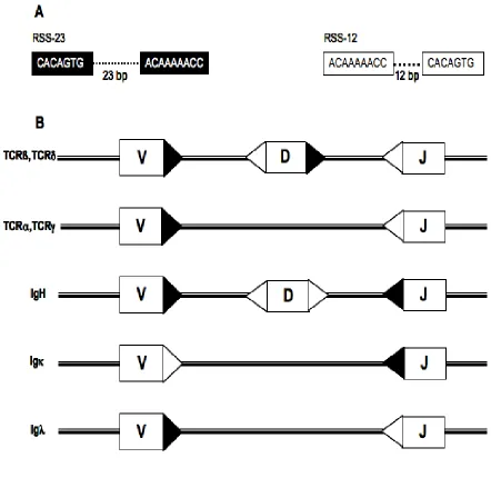 Figure 1.5:  Schematic diagram of the recombination signal sequences.  (A). The RSS is 