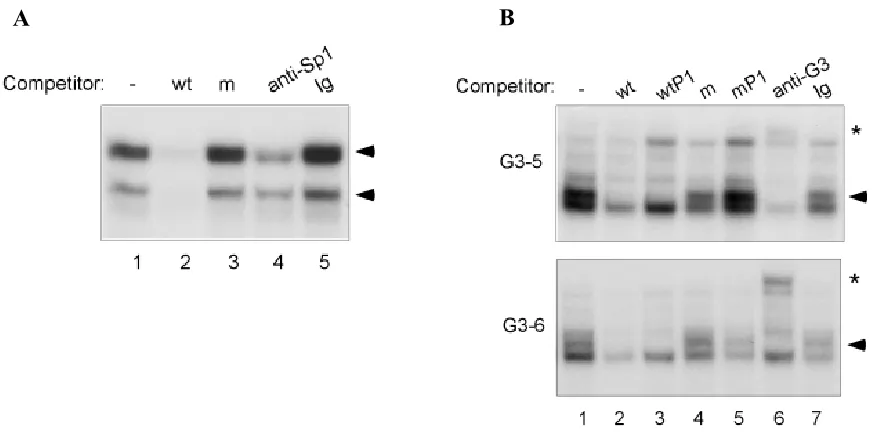 Figure 2.5:  Sp1 and GATA-3 bind downstream of Dβ2. Nuclear extracts from the P5424 
