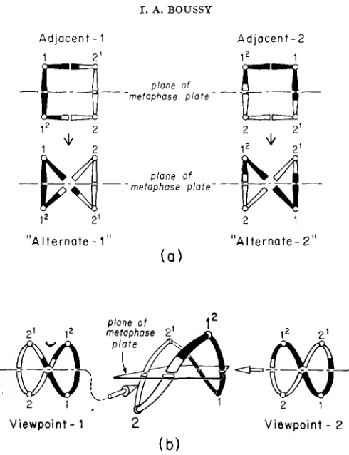 FIGURE 1.-a) alternate disjunctions, viewed as does viewpoint-2 of the metaphase plate; viewpoint-I (inverted) corresponds junction and two-dimensional projections as viewed The two types of adjacent disjunction and their purportedly corresponding at metaphase; after JOHN and LEWIS 1965; b) Alternate dis- from two positions 90” apart on the plane in all particulars to ‘Lalternate-l,” to “alternate-2.’’ 