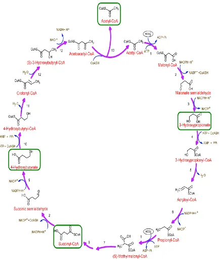 Figure 2.  3-hydroxypropionate/4-hydroxybutyrate cycle.  The numbers for each reaction step refer to enzymes in Table 1