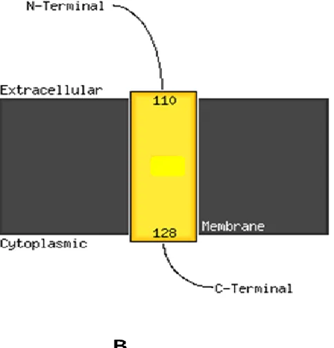 Figure 2.  Prediction of transmembrane region of CAMS by PSIPRED (52), based on two different model