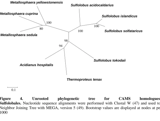 Figure Sulfolobales. 