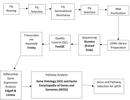 Figure 1.0: Flowchart of the general process for the RNA-Seq analysis. 