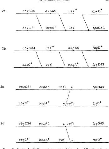 FIGURE 2.Strategy types that arise from single crossovers 2a and 2b all markers have been placed arbitrarily at equal distances; 2c and 2d indicate the genotypes that arise from single crossover events between two uaY alleles uaYi and uaYj when selecting f