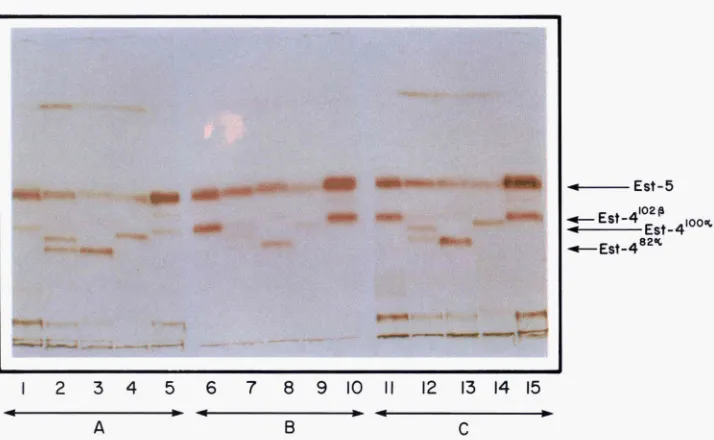 FIGURE l.--Esterase &naphthyl acetate. Wells A506.4. Stock OPNM in was stained with 8-naphthyl acetate, and part LP; wells is Est-4102P
