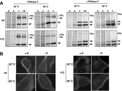 FIG. 7. Expression and localization of HA in wt and mutant virus-infected cells. Cultures of MDCK cells were infected with wt or mutantrecombinant viruses at an MOI of 10 PFU/cell