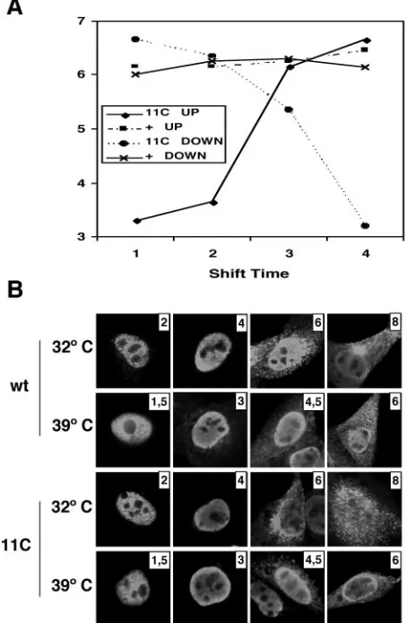 FIG. 11. Production of virus particles in wt and mutant virus-in-fected cells. Cultures of MDCK cells were infected with wt or mutant