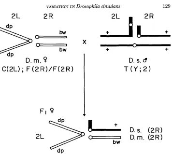 FIGURE 1.-Scheme GRELL, between chromosome) used to map abundant protein loci of two-dimensional gel from hybrids Drosophila simulans and D
