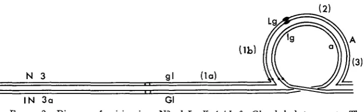 FIGURE 2.-Diagram from the proximal breakpoint to crossover regions are designated (la) of pairing in a N3 gl Lg K A /In 3a GL a k lg heterozygote
