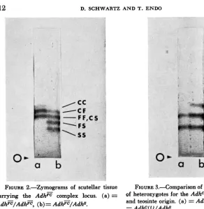 FIGURE 3.4omparison of and teosinte origin. (a) = heterozygotes for the of banding patterns Adhc alleles of maize = AdhC(m)/Adhs, (b) Adhc(t)/Adhs