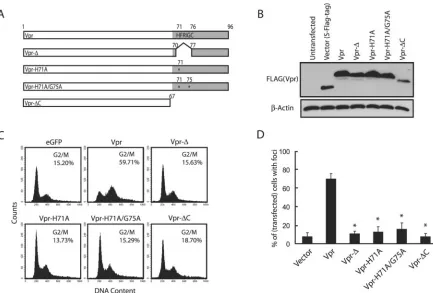 FIG. 2. A C-terminal domain containing H(S/F)RIG motifs is required for Vpr-induced ATR activation