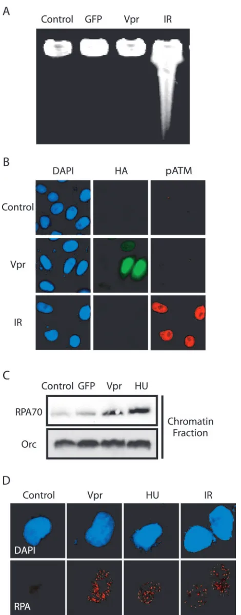 FIG. 3. Vpr does not cause DNA double-strand breaks but pro-motes RPA chromatin loading