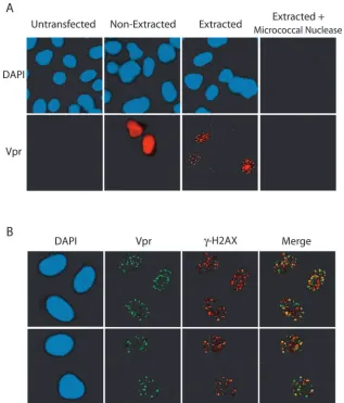 FIG. 5. Formation of extraction-resistant nuclear foci of Vpr. HeLa cells transfected with pOZFHN-Vpr (with a FLAG tag) were extracted forthe analysis of chromatin-associated Vpr