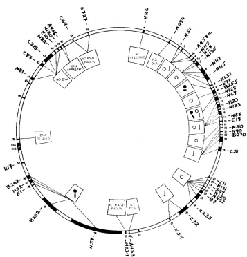 FIGURE 1.-The map particles mutant in the indicated genes (see EDGAR employed shows the numerical designation of T4 according to EDGAR and EPSTEIN (196513)