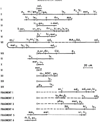 FIGURE 1 sented by a solid line. The map distances were computed from the linkages established by mitotic segregation (dashed line) .-Genetic maps of Saccharomyces
