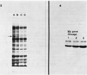 FIGURE 3.-Whole in the heated sperm. protein from starch granules. loaded in lanes preparations loaded in lanes endosperm proteins and the effect of heating on extraction of the Wx Lanes A and C are from Wz and lanes B and D are from wz endo- 20d endosperm
