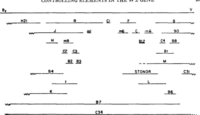 FIGURE 7.--Fine-structure frequency). lines indicates no detectable recombination between the alleles map of LUX locus, reprinted from NELSON (1976)
