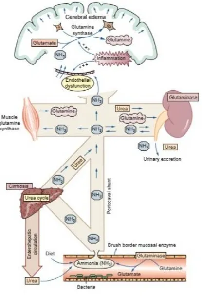 Figure : eliciting possible mechanism’s for hepatic encephalopathy 