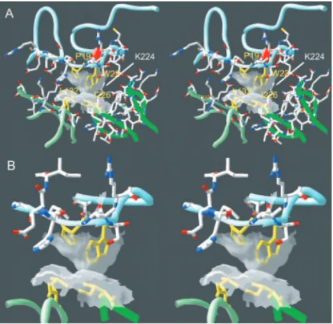 FIG. 4. Amino acid residues involved in the interaction of HRV2and V3 (32). Stereo view of the interface between HRV2 (bottom) and