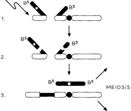 FIGURE - breaks were induced in the heterochromatic deficiency in combination with a balancer chromosome were broken ends induced by irradiation rejoin in such a way that a free autosome are produced (3)