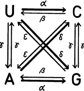 TABLE 1 Types of nucleotide base pnirs occurring at homologous sites in two sequences and their probabilities (relative frequencies) 