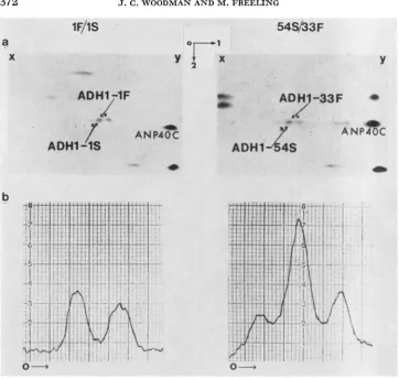 FIGURE Densitometric traces 0 denotes the origin and the + gels along with pCi the Z D  gel containing ADHl and ADH2 polypeptides is shown here