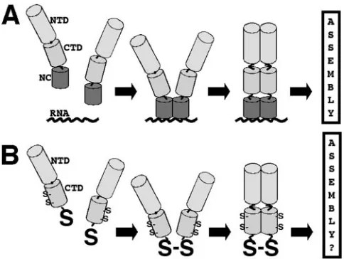 FIG. 1. Nucleocapsid assembly function model. (A) Model for theNC assembly function, based on observations that NC-RNA binding is
