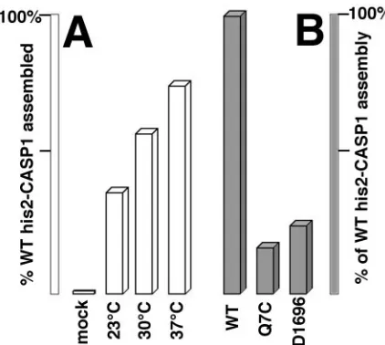 FIG. 7. Efﬁciency of his2-CASP1Cys assembly. His2-CASP1Cys pro-teins were induced to assemble by diamide treatment, fractionated into