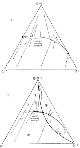 FIGURE 2.-(a) increase and decrease, respectively, model DeFinetti diagram that illustrates the trajectory development under selection G