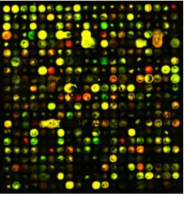 Figure 1: A microarray image. Image adapted from Larese et al. [6]