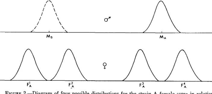 FIGURE Z.-Diagram to the of four possible distributions for the strain A female score in relation male scores from the two strains