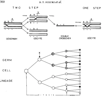 FIGURE 1.-Mechanism 0-noncrossover, cross-lined circle-single crossover, of generating double crossover chromosomes by One or Two Steps