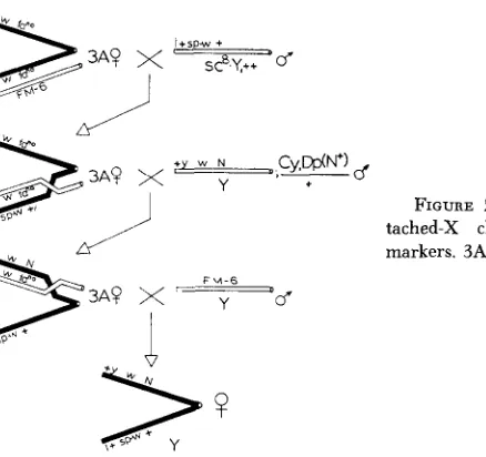 FIGURE 2.-Mode of synthesis of the at- tached-X chromosomes with the required 