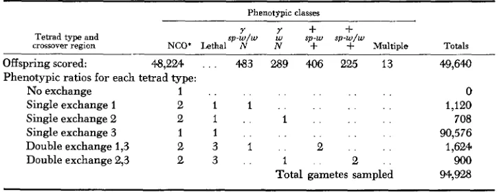 FIGURE 3.-Consequences of a nonreciprocal exchange between N and the centromere in attached-X chromosomes